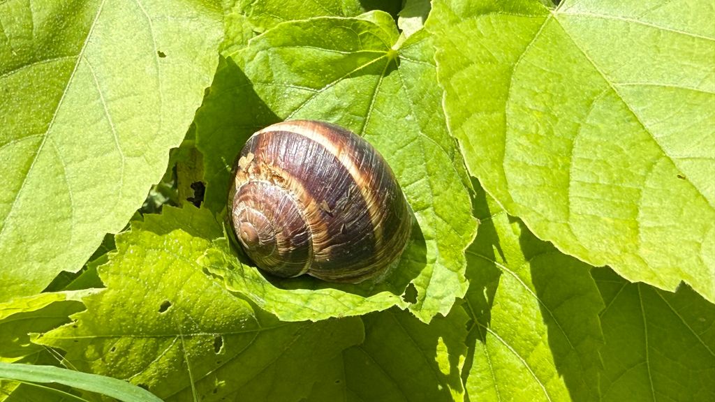 Caracol plaga