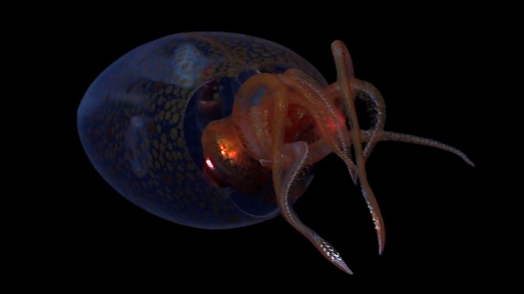 Primer registro confirmado de un calamar colosal juvenil en su hábitat natural