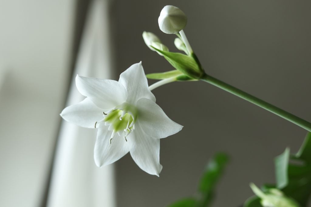 Eucharis amazonica