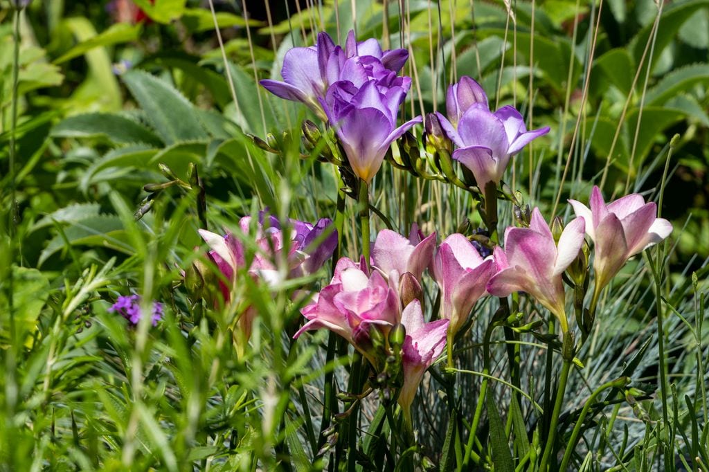 Las fresias ('Freesia') son bulbosas conocidas por sus delicadas flores en forma de campana