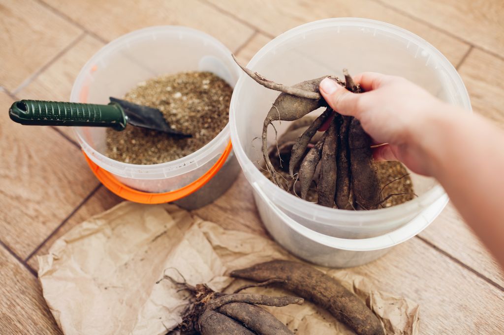 ¿Inviernos gélidos? Tarea para mantener los tubérculos de las dalias en condiciones óptimas para volver a plantarlos en primavera