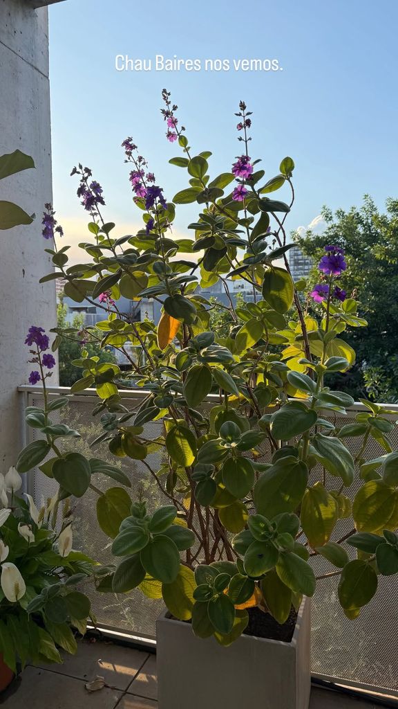 Chino Darín se despide de Buenos Aires