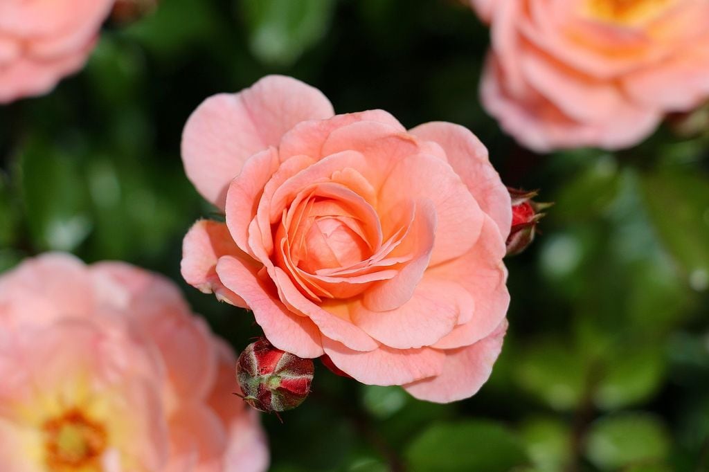 Rosas modernas, detalle del rosal en flor