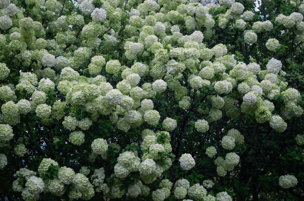 Viburnum Opulus