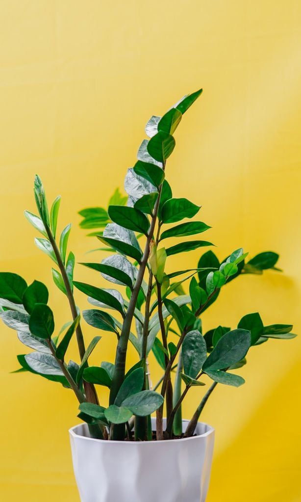 fatsia japonica