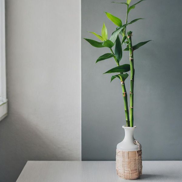 Bambú de la Suerte Lucky Bamboo - Dracaena Sanderiana | Planta Natural | Pur Plant