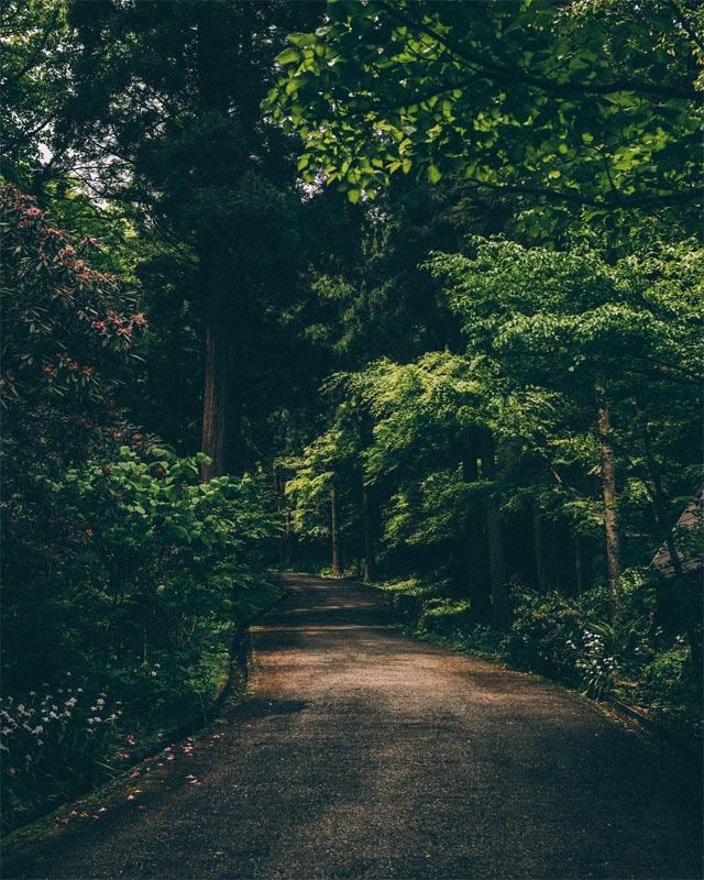 bosque