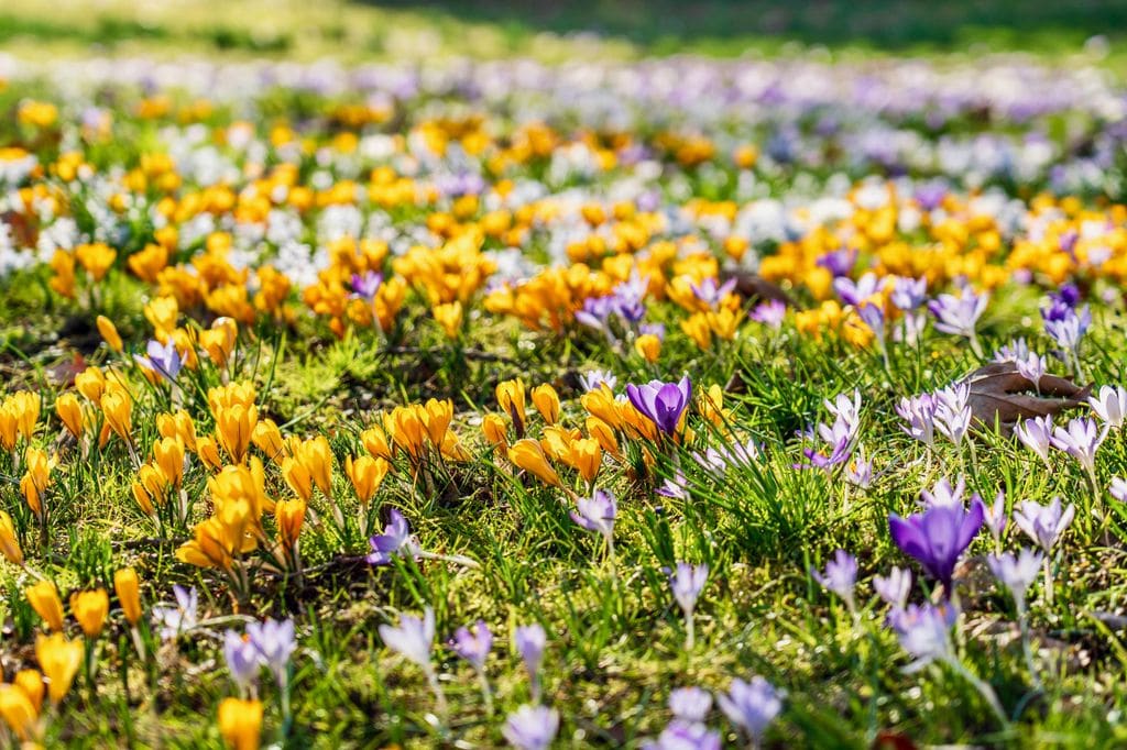 Crocos ('Crocus'), bulbosas primaverales 