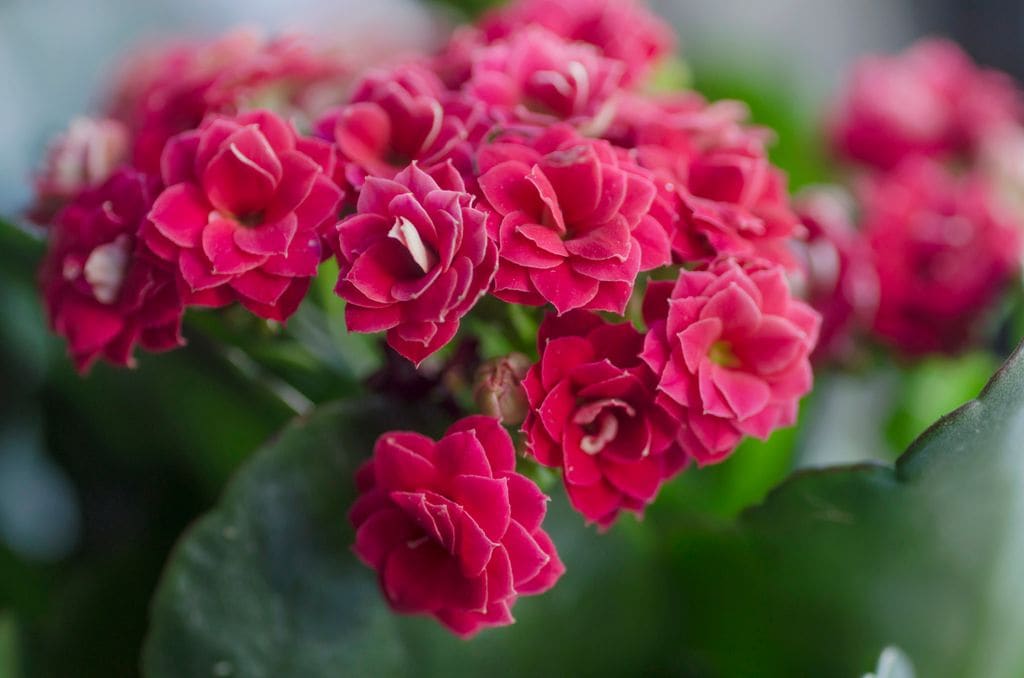 Kalanchoe blossfeldiana fucsia