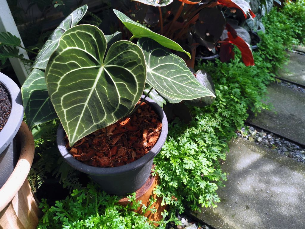 Anthurium Clarinervium o anturio terciopelo. 