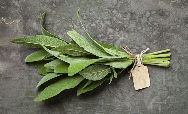 propiedades salvia 