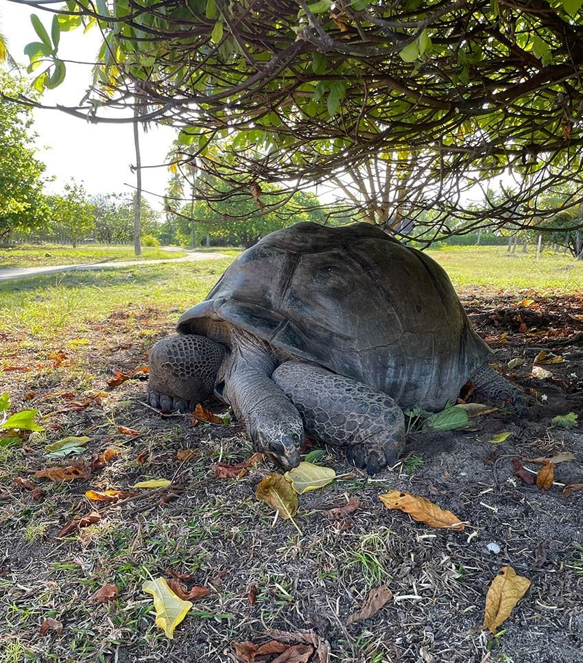 Seychelles, paraíso de naturaleza en el Índico