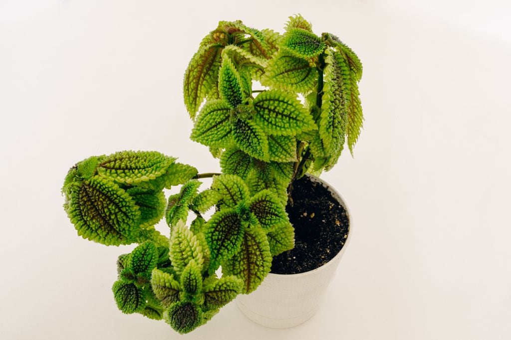 Pilea involucrata en maceta