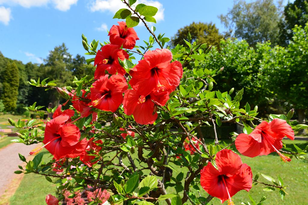 Arbusto de hibisco con flores rojas
