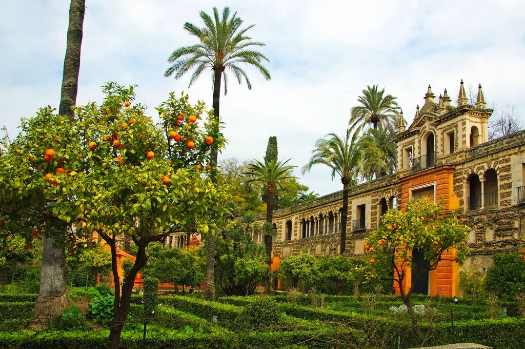 Naranjos, en el Alcázar de Sevilla.