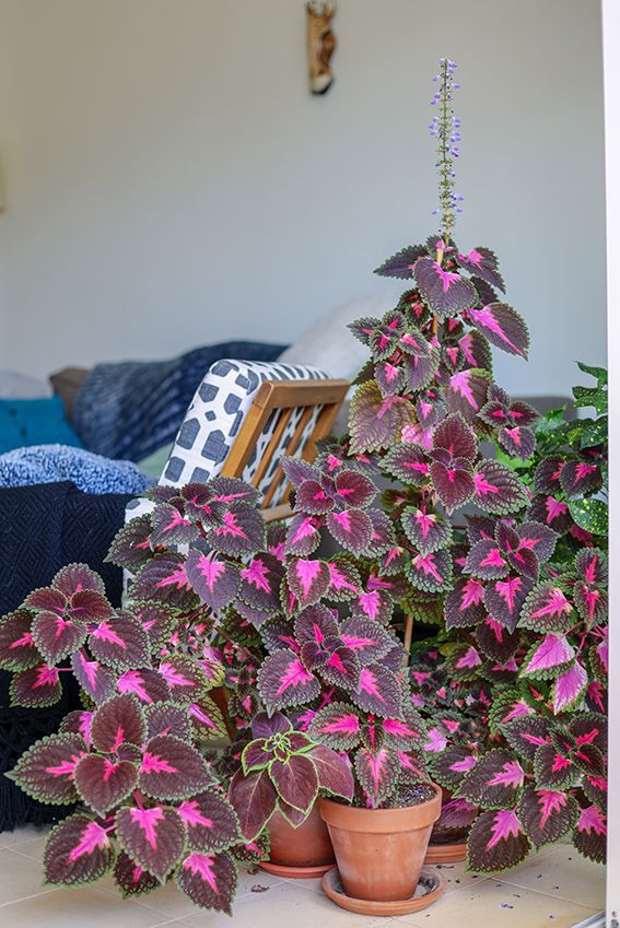 Plantas de interior y exterior con hojas de color
