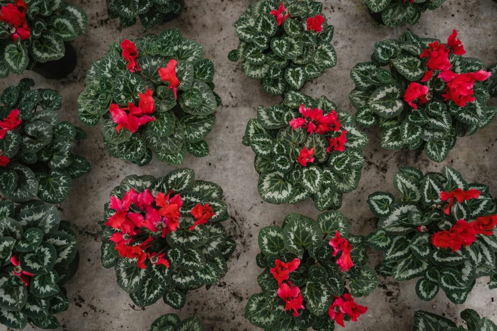 Toma cenital de ciclámenes