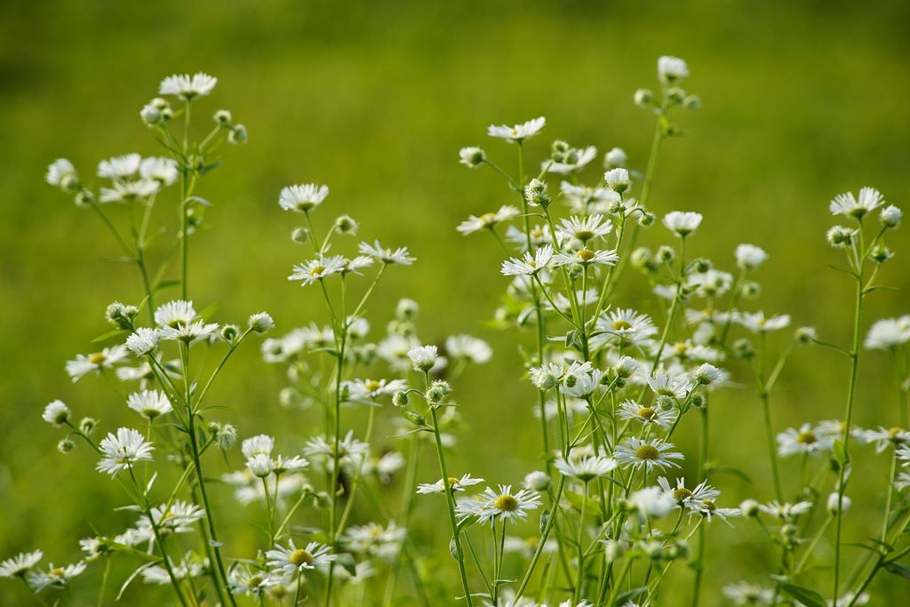 Vitadinia