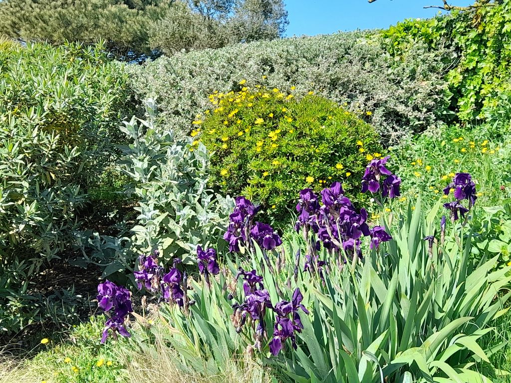 Plantas en el jardín