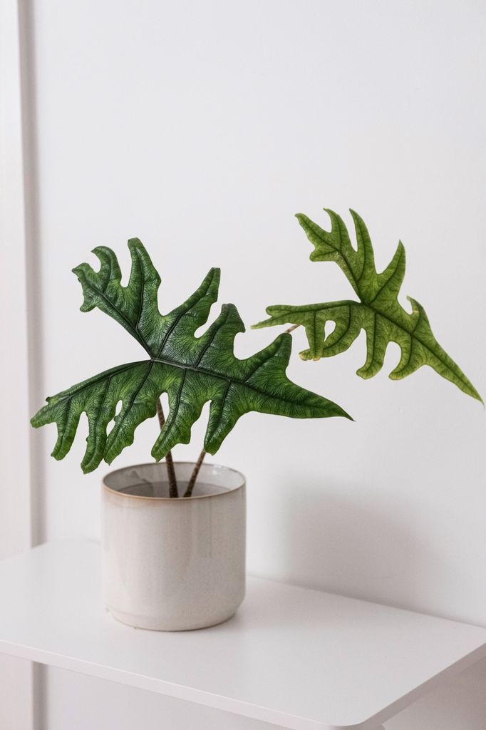 Planta en maceta