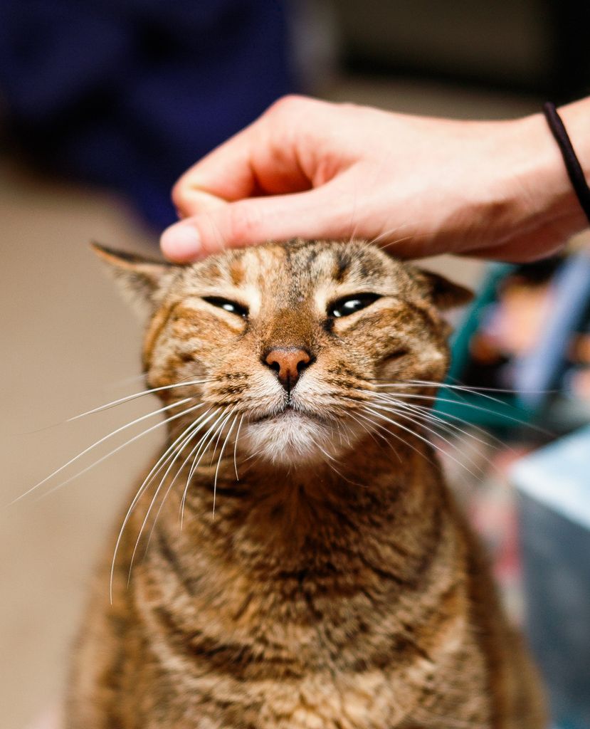 Entrecerrar los ojos y parpadear despacio puede aumentar las probabilidades de que un gato se acerque e interactúe