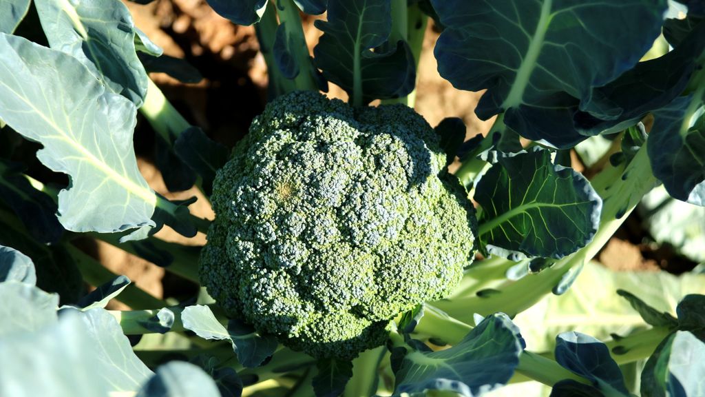 Brócoli ('Brassica oleracea var. italica') a punto de ser cosechado