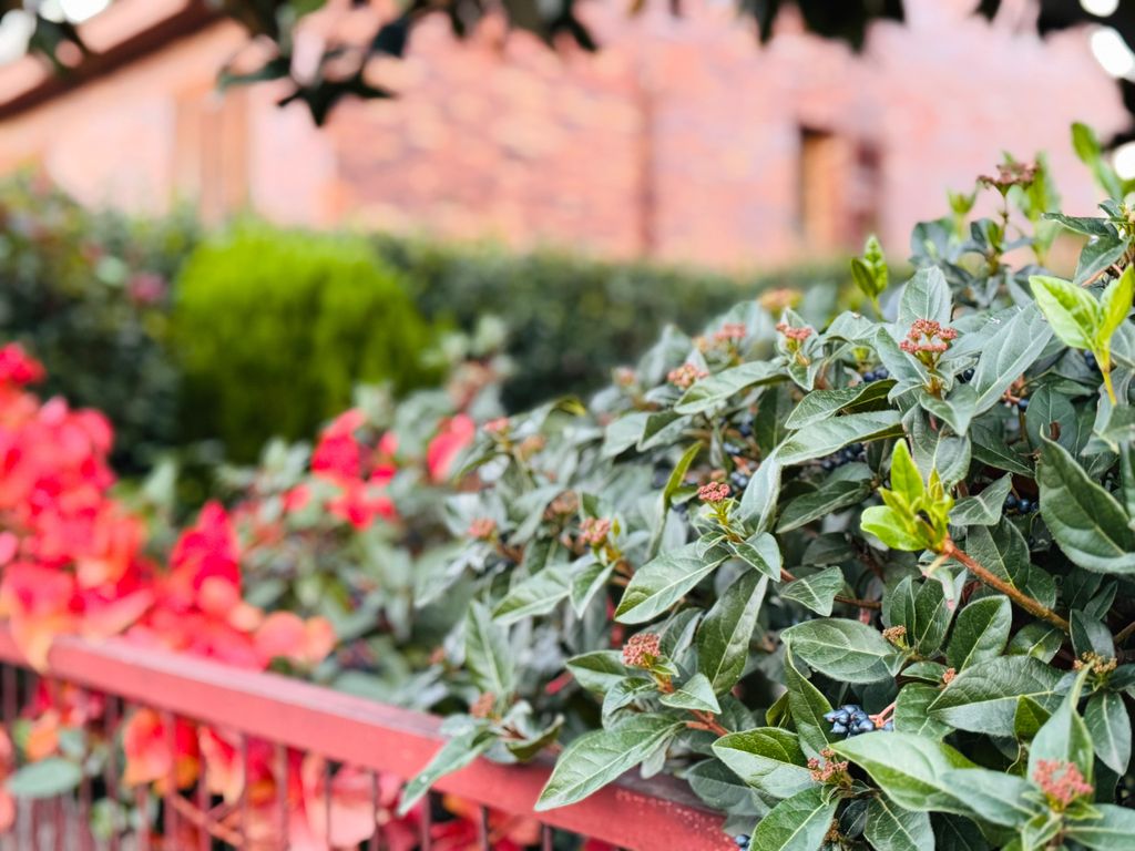 El durillo mantiene el follaje verde durante todo el año