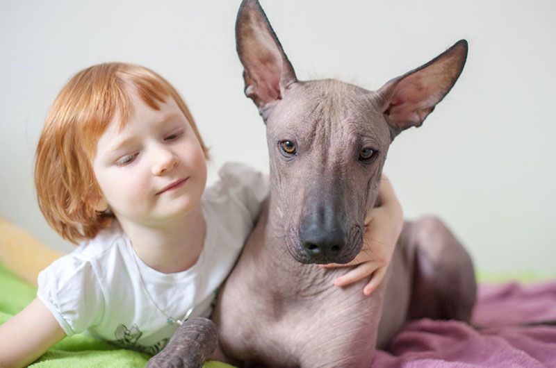 que tipo de perro es el xoloitzcuintli