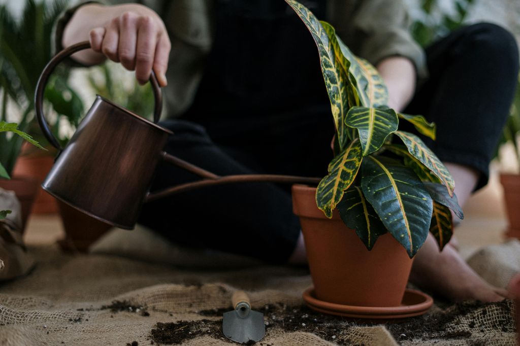 Mujer reganco una planta. 
