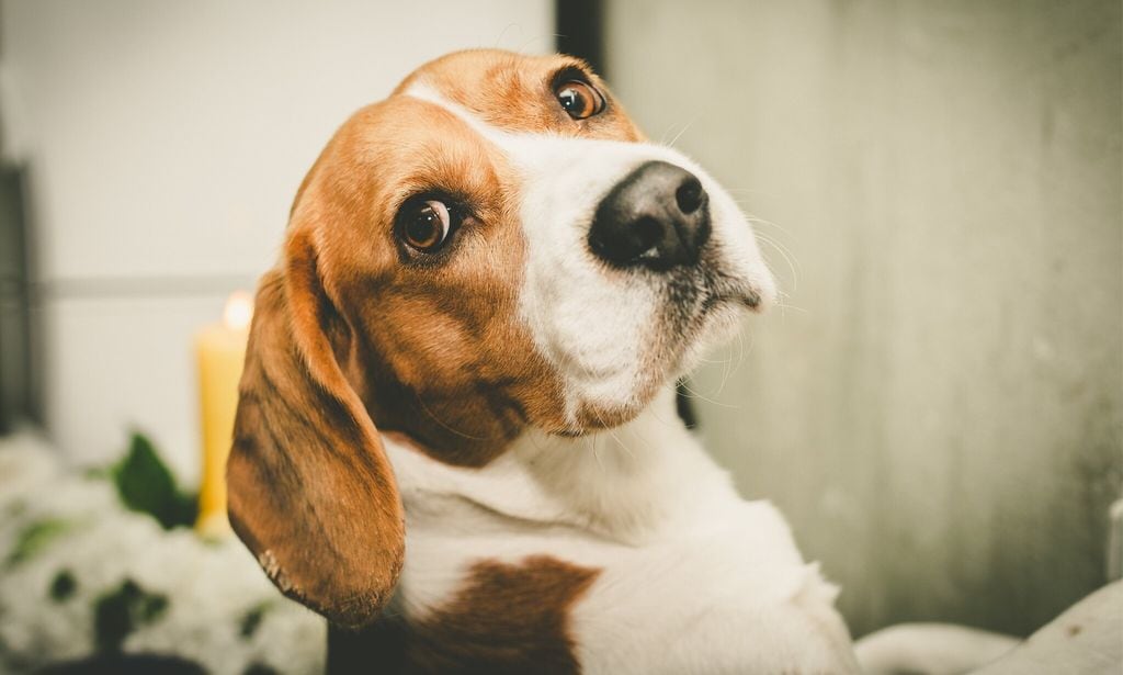 Perro de la raza beagle
