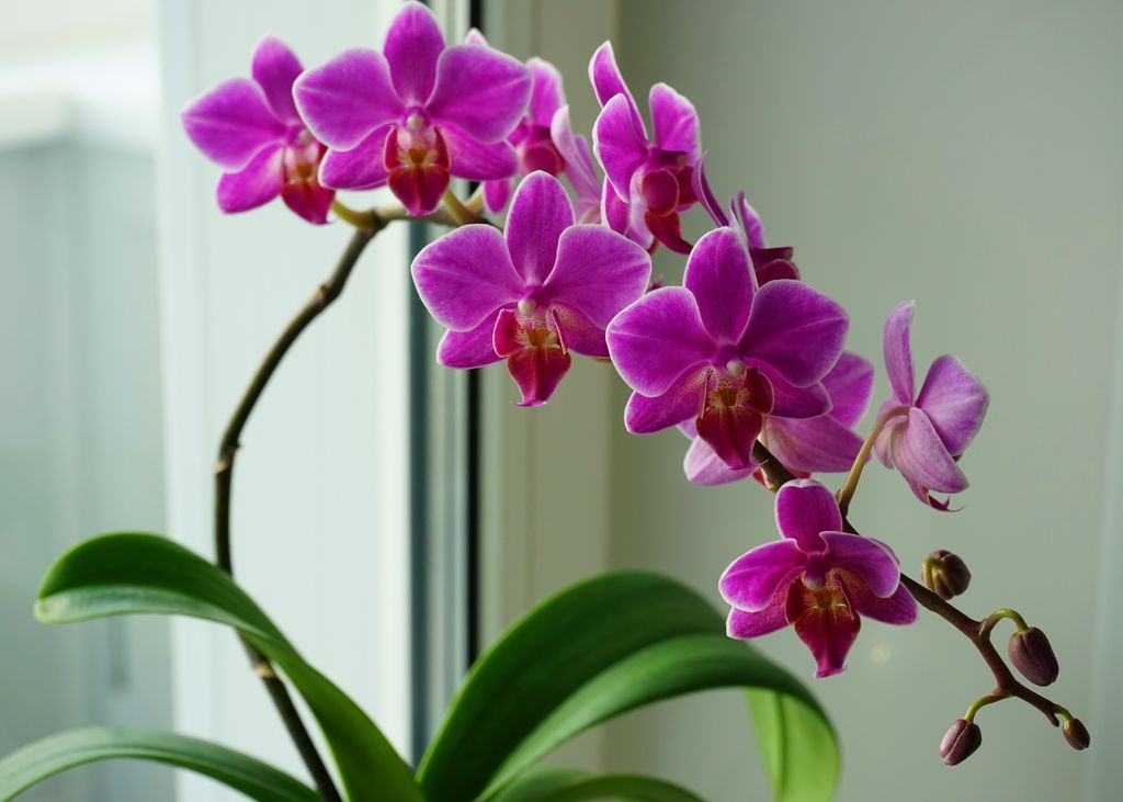 La variedad de orquídea ‘Phalaenopsis’ se denomina popularmente ‘orquídea mariposa’ porque sus flores recuerdan a este espectacular insecto 