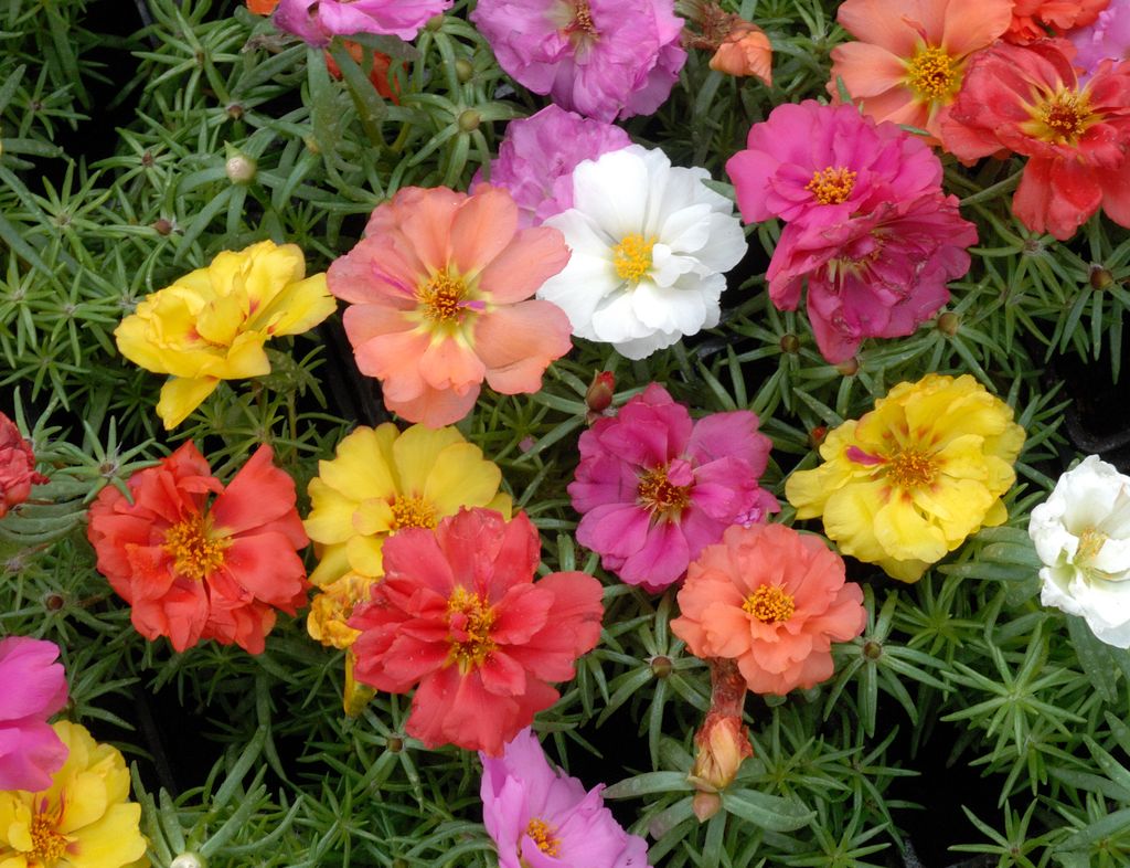 Portulaca. 