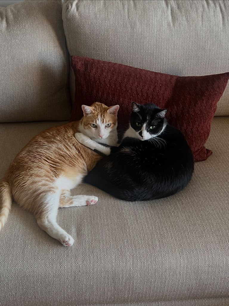 Los gatos de la pareja