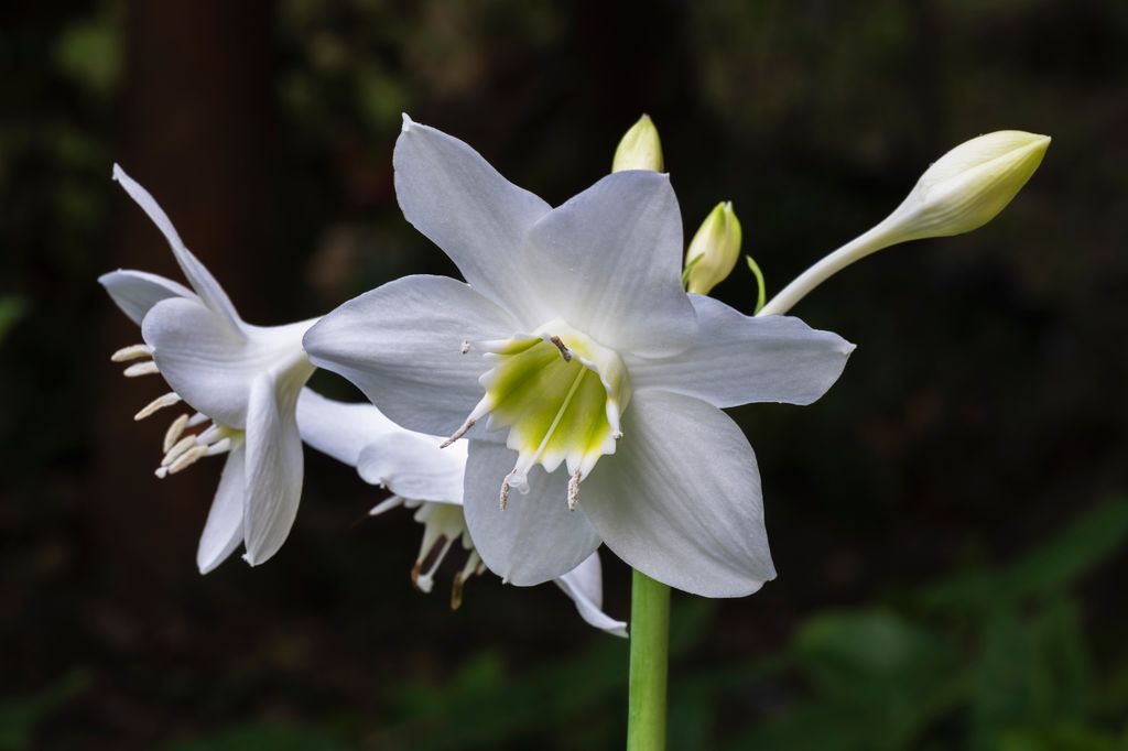 Eucharis amazonica