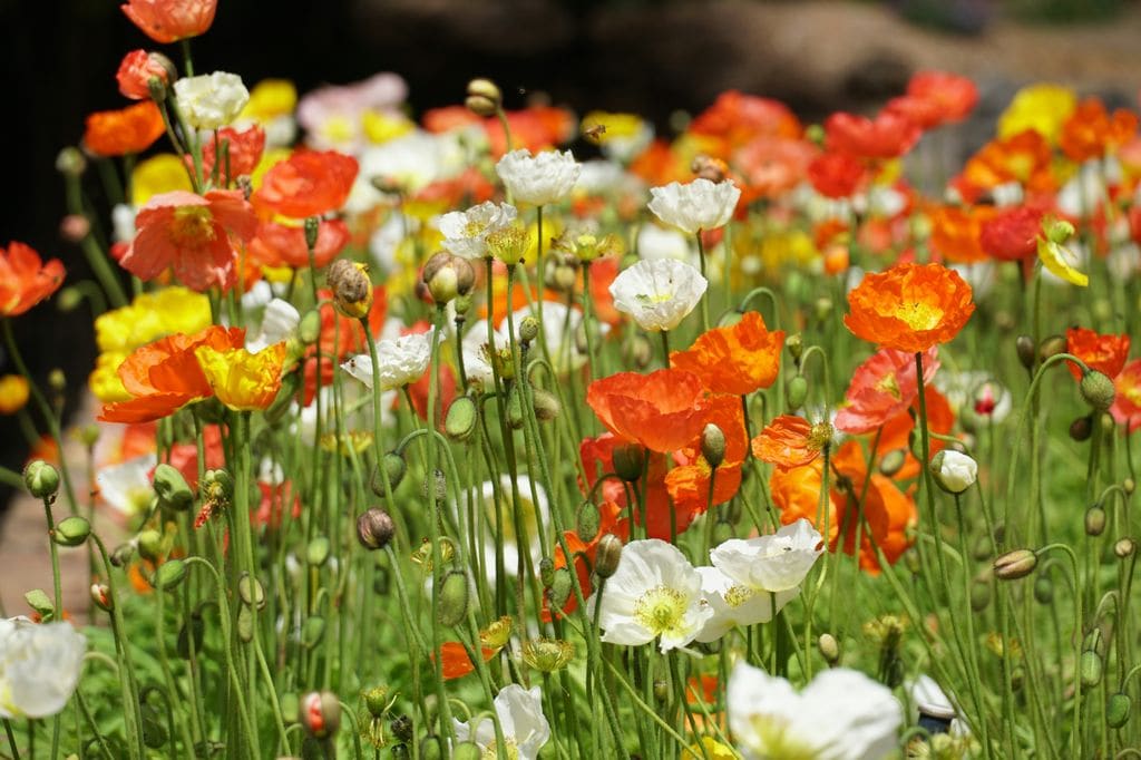 Amapola o Papaver
