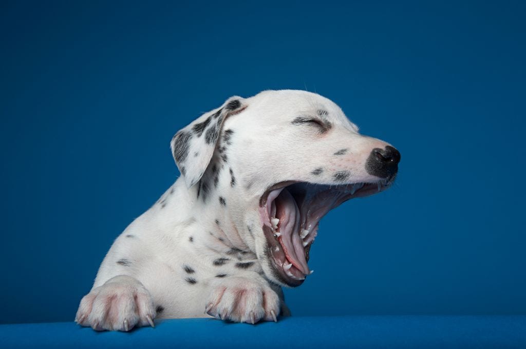 Perro bostezando 