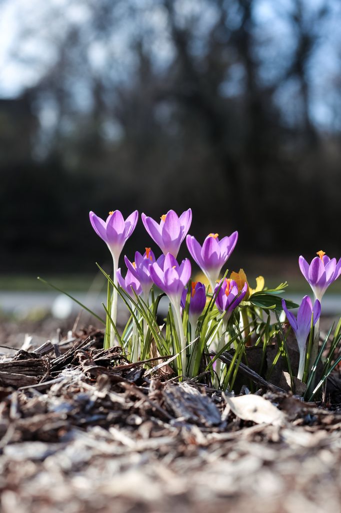 Crocus. 