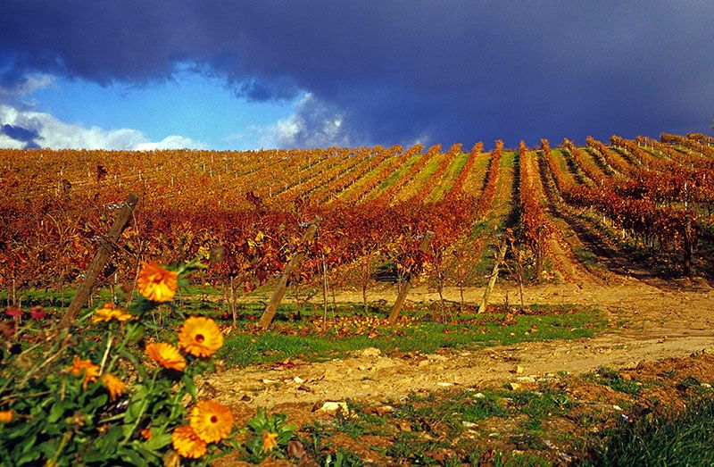 vinos1
