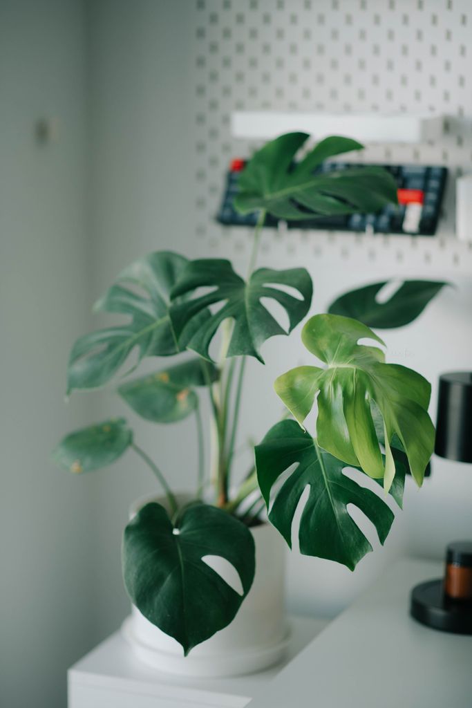 Las grandes hojas recortadas de la monstera (‘Monstera deliciosa’) aportan una presencia tropical y escultural al despacho doméstico
