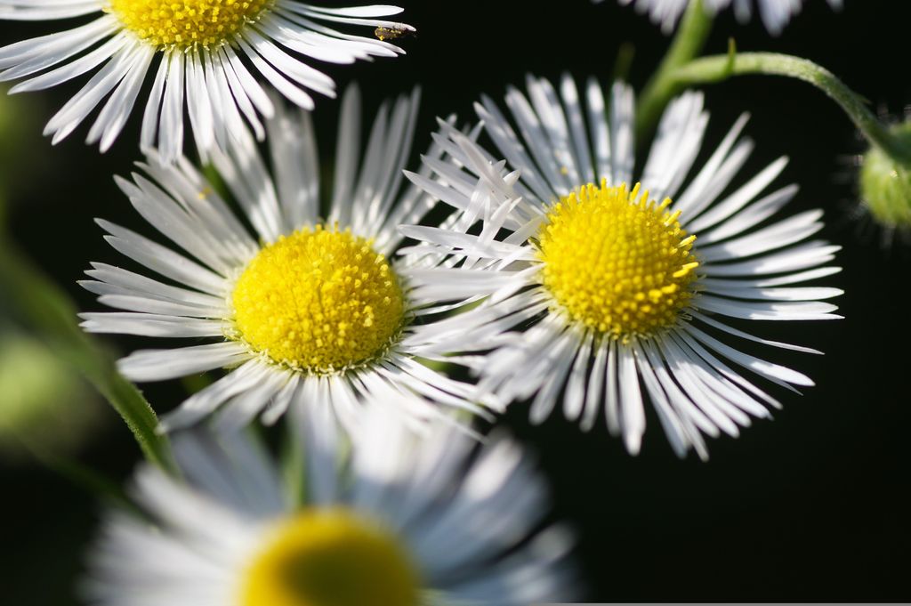 Vitadinia