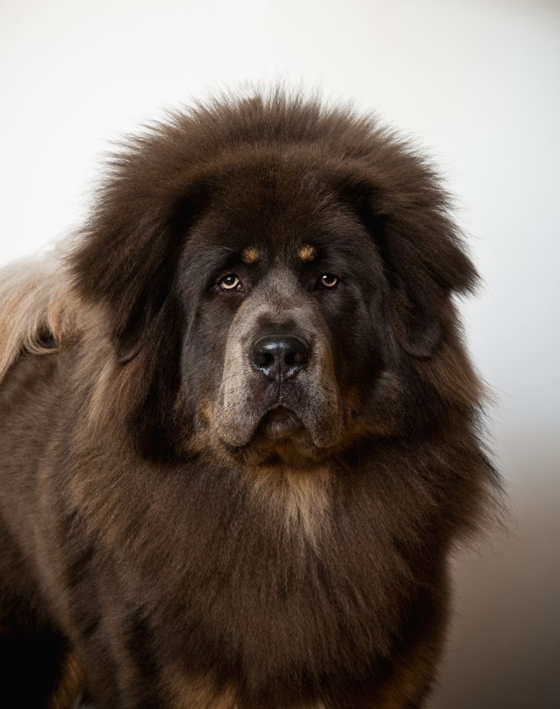 El mastín tibetano, una de las razas más antiguas y poderosas del mundo, destaca por su instinto protector, pero su carácter independiente y su gran tamaño lo convierten en un perro difícil de manejar sin experiencia