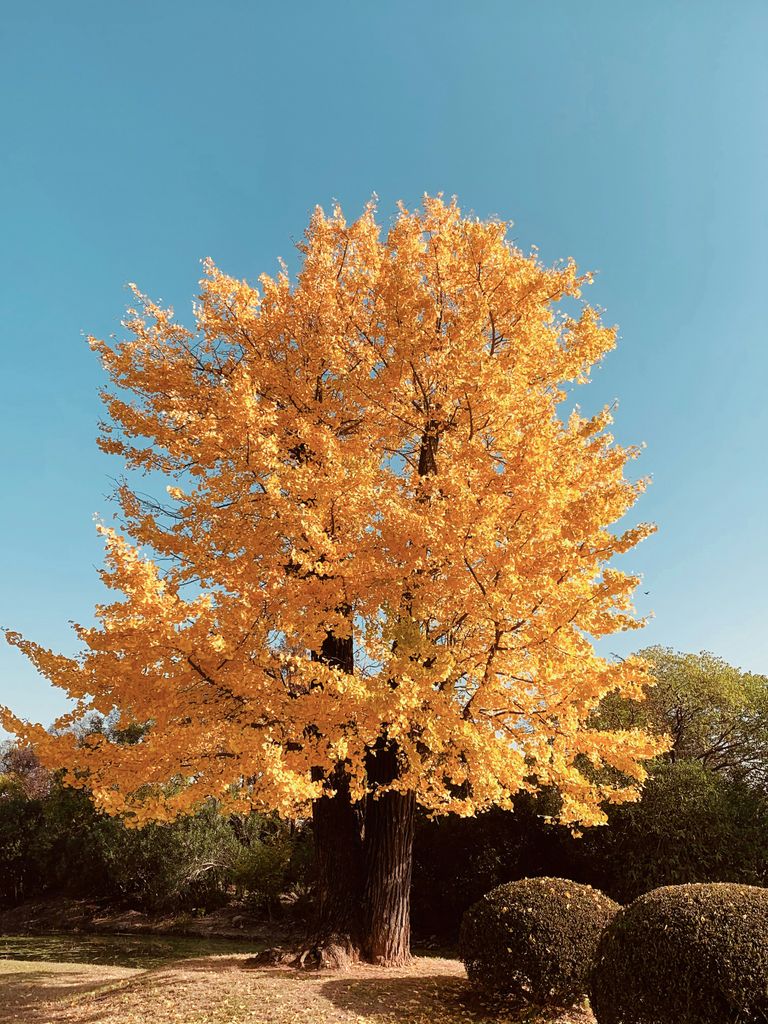 El ginkgo (‘Ginkgo biloba’) presenta unas hojas amarillas durante el otoño, tiñendo de dorado el jardín 