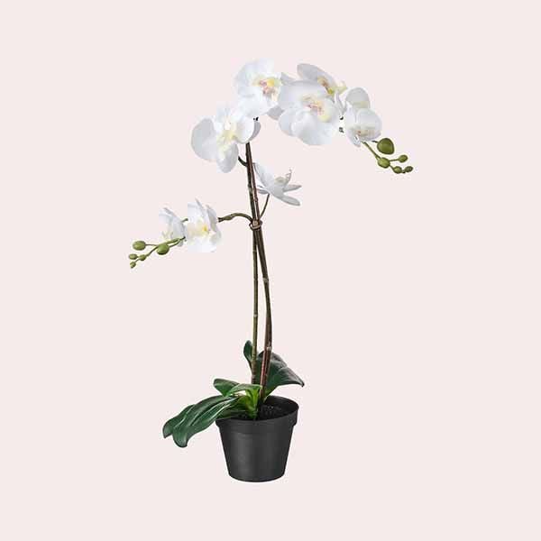 Orquídea blanca FEJKA de IKEA