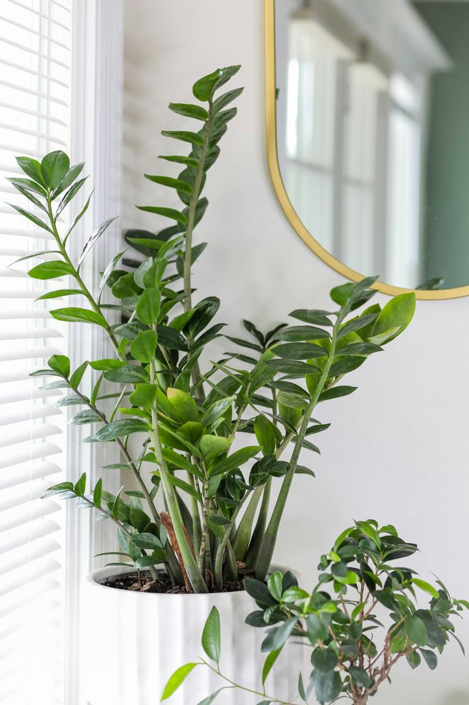Plantas de interior