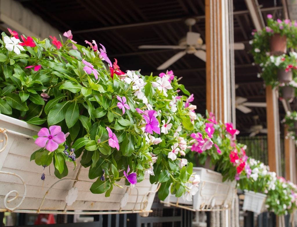 Vincas en macetas en un balcón.