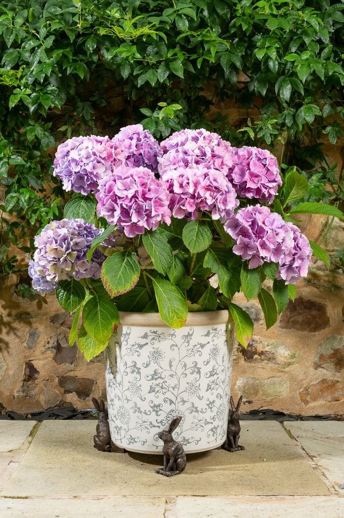 Hortensia (‘Hydrangea’) en maceta