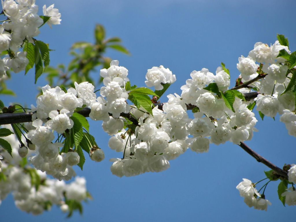 Prunus padus o cerezo de racimos