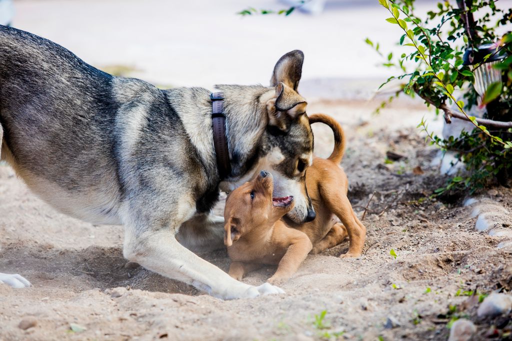Un encuentro agresivo con otro perro puede marcar el comportamiento de un cachorro durante mucho tiempo