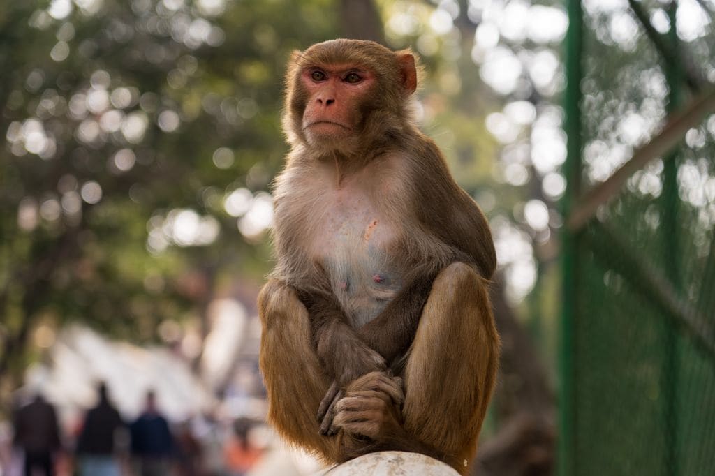 Los macacos rhesus, utilizados en el estudio, tienen un funcionamiento cerebral muy similar al humano, lo que permite extrapolar los resultados a cómo aprendemos las personas