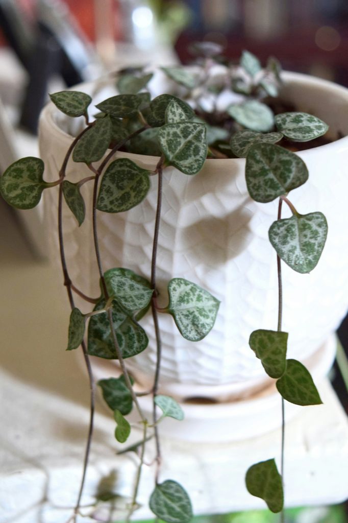 Planta ceropegia
